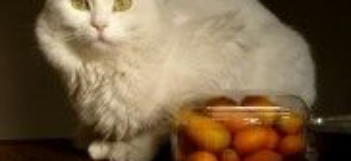 Img gatos vegetarianos alimentacion alimentar animales mascotas felinos frutas verduras cocina casera listado