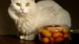 Img gatos vegetarianos alimentacion alimentar animales mascotas felinos frutas verduras cocina casera listado