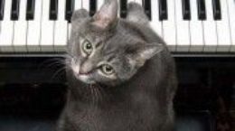Img gatos famosos youtube videos facebook animales mascotas nora piano cats listado