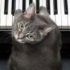 Img gatos famosos youtube videos facebook animales mascotas nora piano cats listado
