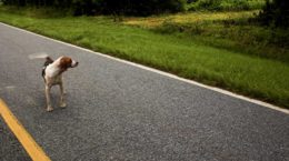 Img perro abandonado