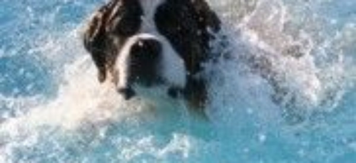 Img perros nadadores rescate emergencias animales nadar agua mar pescadores listado