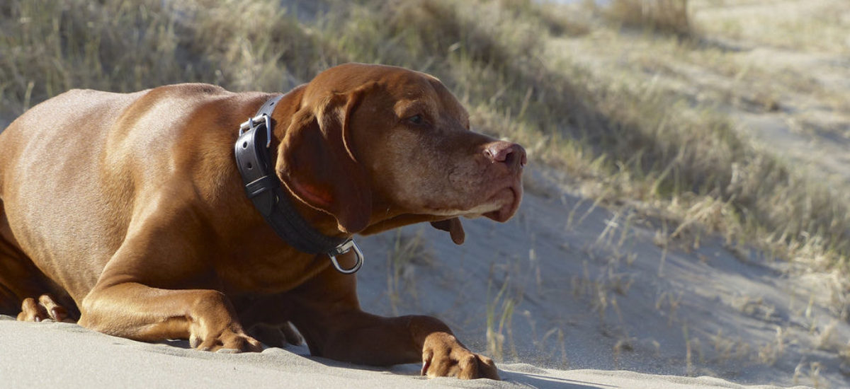 Img perros salvamentos martitimos vigilantes playas rescates mar animales mascotas