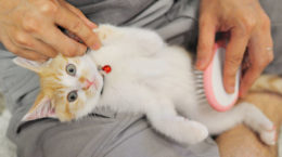 Img gatos cepilar pelos eliminar aseo pelaje salud animales felinos mascotas consejos