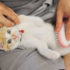 Img gatos cepilar pelos eliminar aseo pelaje salud animales felinos mascotas consejos
