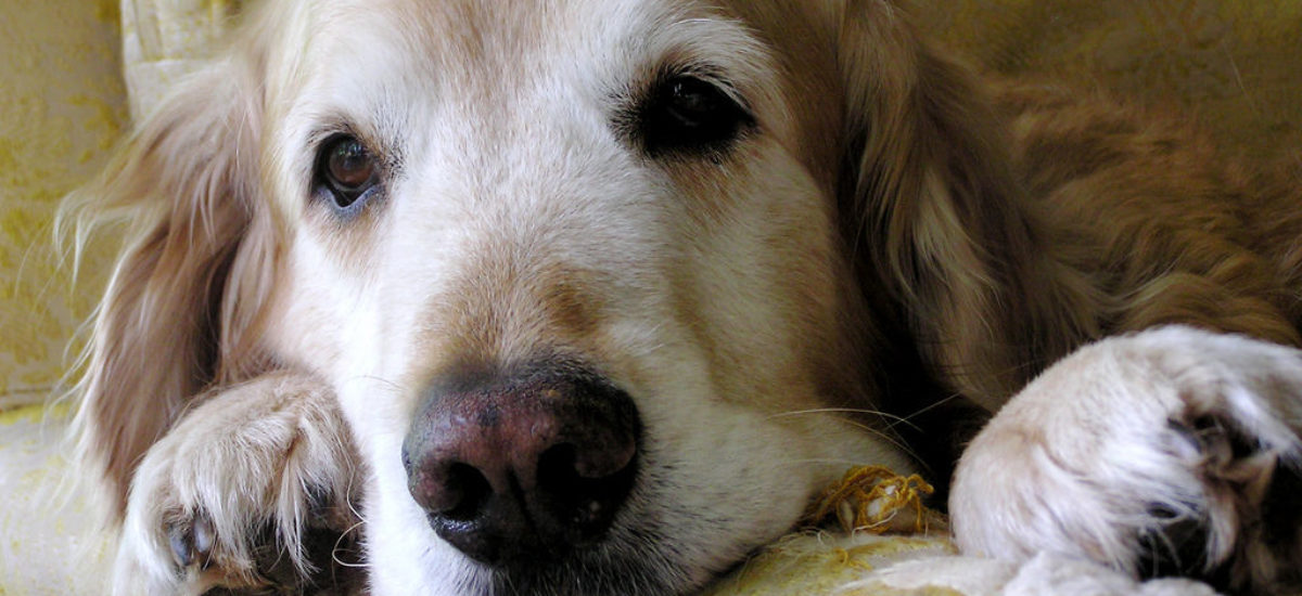 Img muertes perros fallecimientos consejos que hacer animales mascotas consejos