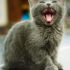 Img gatos cepillar dientes felinos animales mascotas salud higienes consejos como