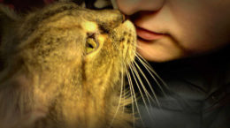 Img gatos ronroneos maullidos felinos comunicarse hablar animales mascotas engatusar