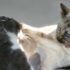 Img gatos peleas que hacer