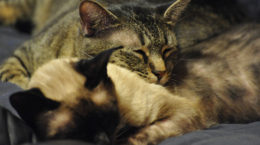 Img gatos nuevos casa adoptar segundo gatos animales mascotas presentar consejos evitar peleas agresividad
