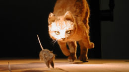 Img gatos gatones miedo enemigos ciencia huyen proteinas ciencia curiosidades animales mascotas