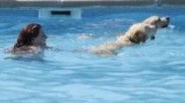 Img perros piscinas salpican eventos solidarios defensa animales adoptar mascotas animales adoptar listado