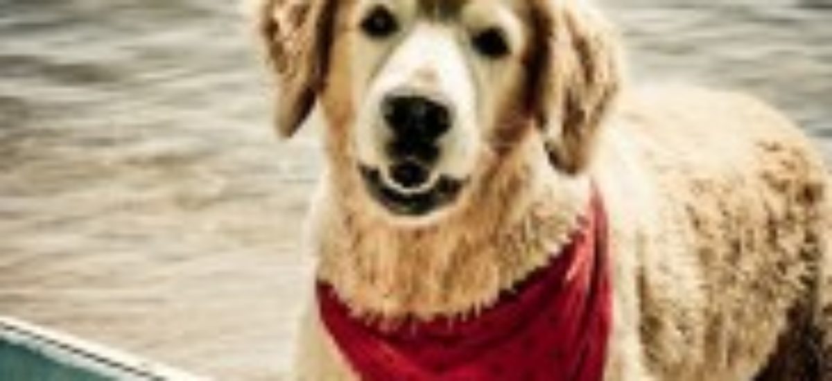 img_perros-memoria-educar-mascotas-animales-adiestrar-inteligencia-listado Img perros memoria educar mascotas animales adiestrar inteligencia listado