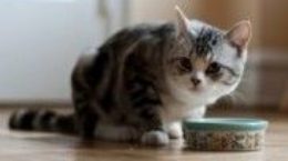 Img gatos alimentos alimentar comidas latas piensos consejos veterinarios animales mascotas listado
