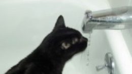 Img gatos cuanta agua necesitan beber salud enfermedades mascotas animales listado