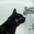 Img gatos cuanta agua necesitan beber salud enfermedades mascotas animales listado