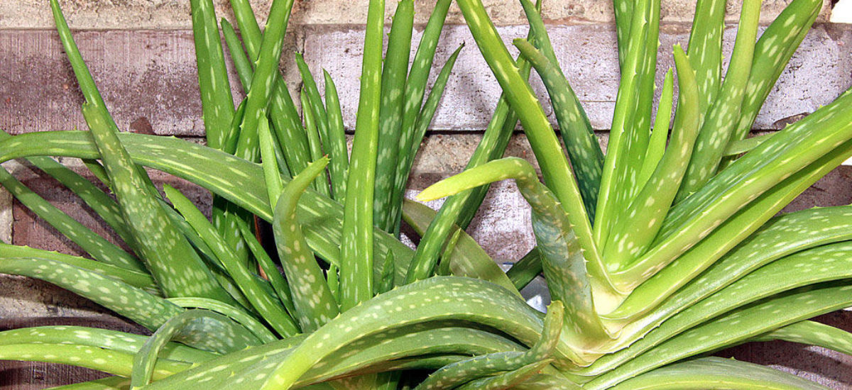 Aloe Vera Una Planta Para El Jardin O Interiores Consumer
