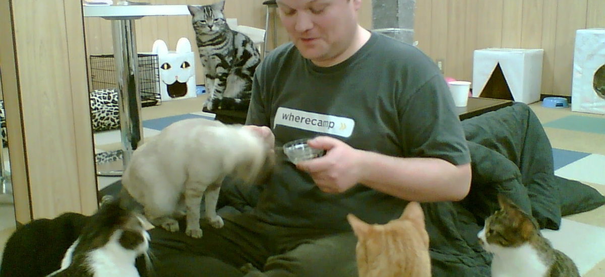 Img gatoteca cafes para gatos cat cafe madrid amigos de gatos locales