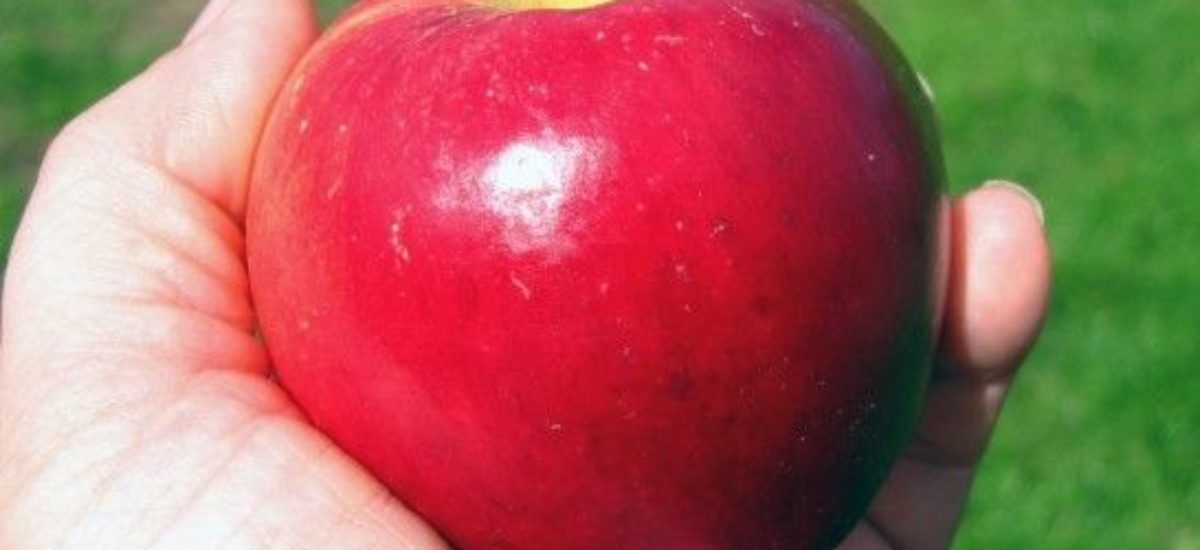 img_fruta-menopausia-listg Img fruta menopausia listg