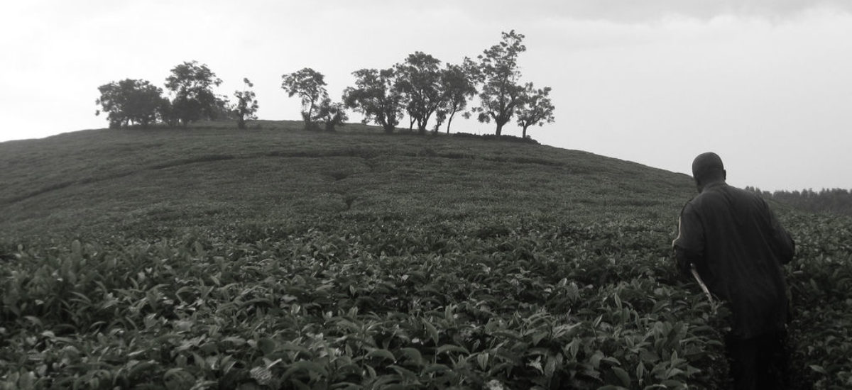 Img agricultura