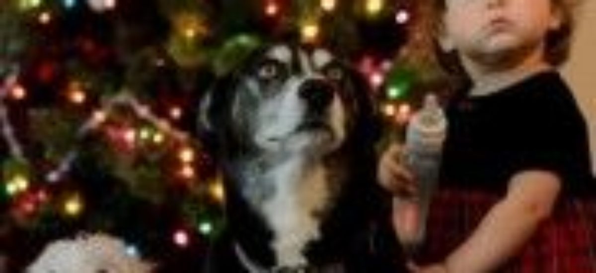 Img recetas para perros cocina casera canes mascotas animales navidad comida especial listado