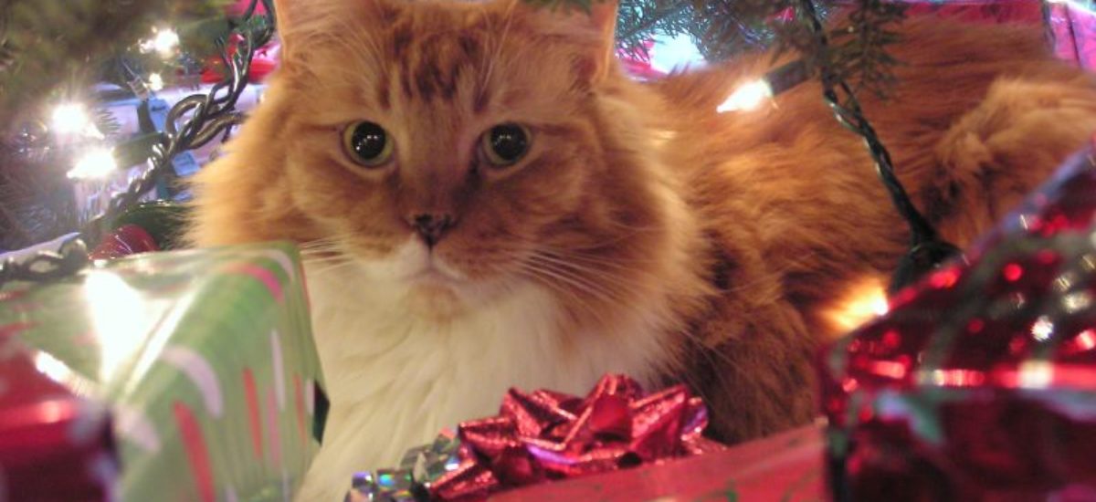 Img gatos regalos navidad
