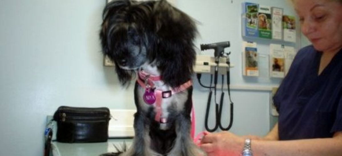 Img subida iva como afecta veterinario listg