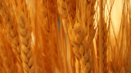 Img trigo espigas hd