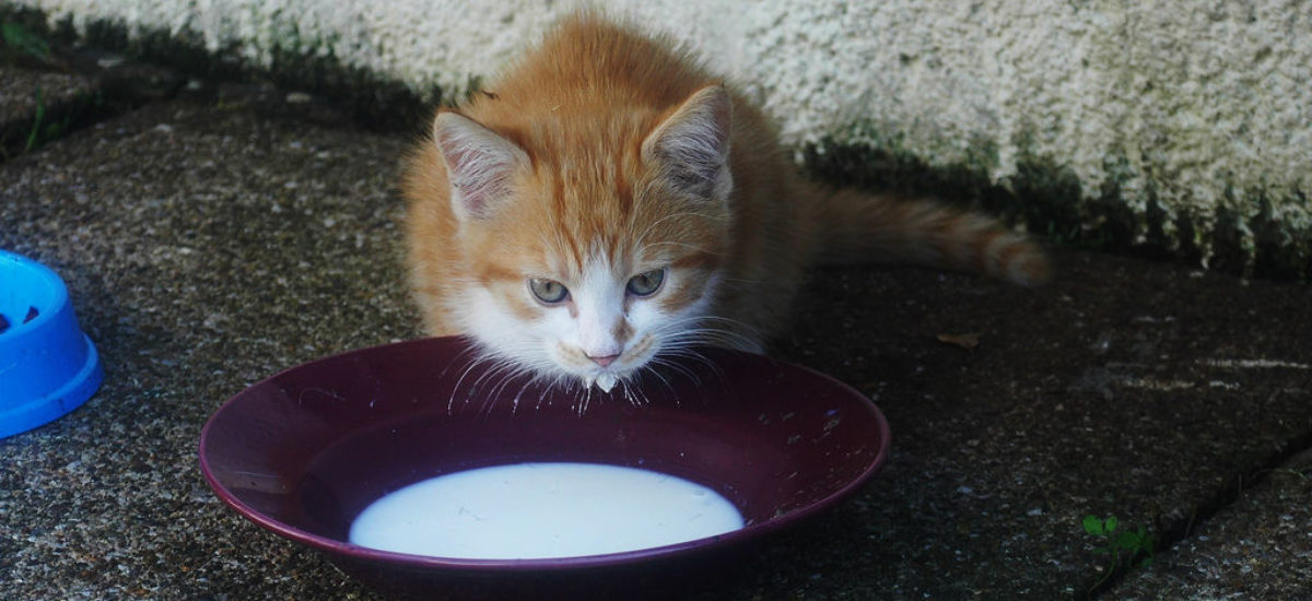 Los gatos pueden tomar leche es peligroso? | Consumer