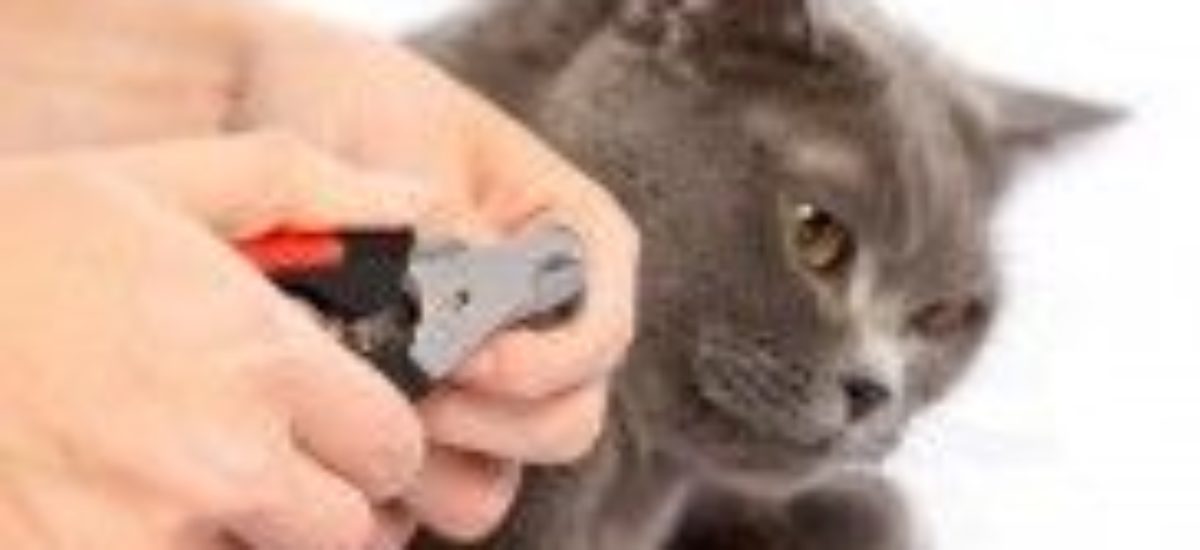 cavidad Productivo Consciente de cada cuanto se cortan las uñas a los gatos  Comprometido Centro de la ciudad alabanza