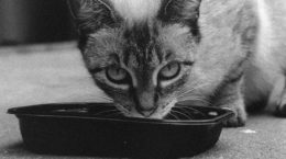 Img gatos alimentos enfermosopt