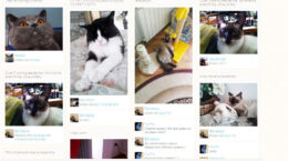 Img redes sociales gatos