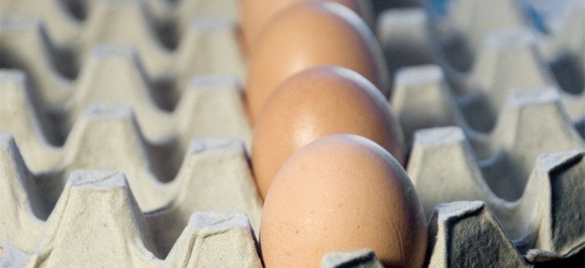 Img huevo pasteurizacion hd