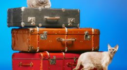 Img gatos mudanzas trucos maletas