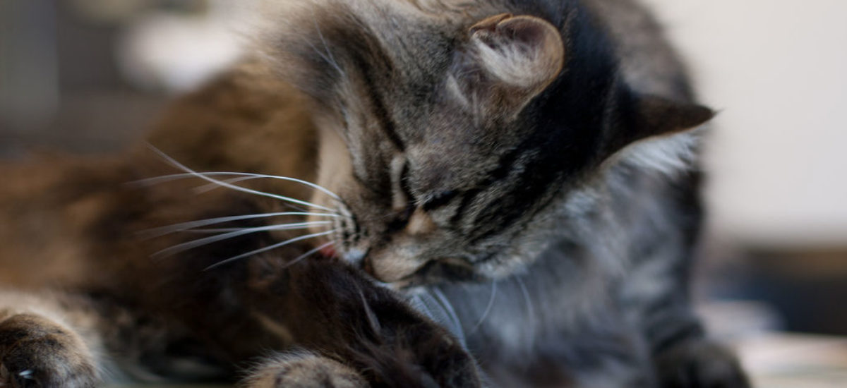 caliente apretón minusválido Bolas de pelo en el estómago del gato, ¿cómo evitarlas? | Consumer
