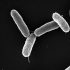 Img patogeno salmonella hd