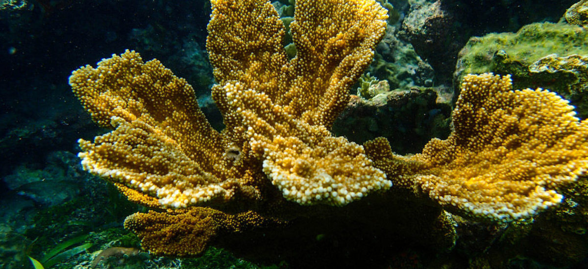 Img corales hd