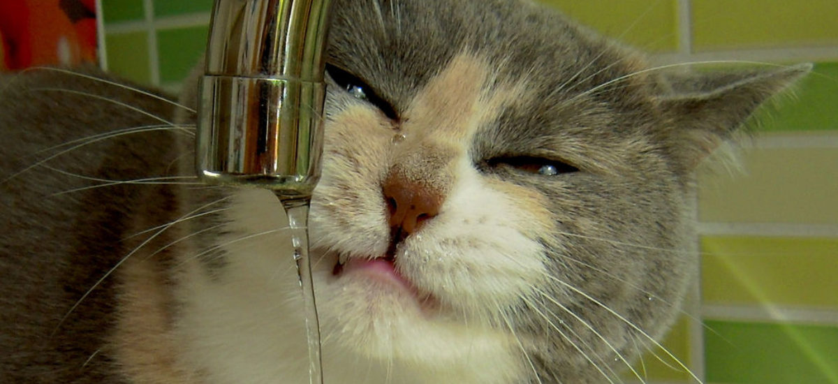 Img gatos alimentacion aguas