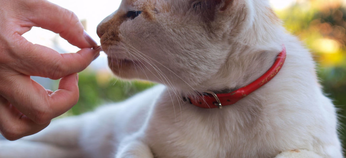 capturar lavar Habitual Cómo dar una pastilla al gato en cinco pasos | Consumer