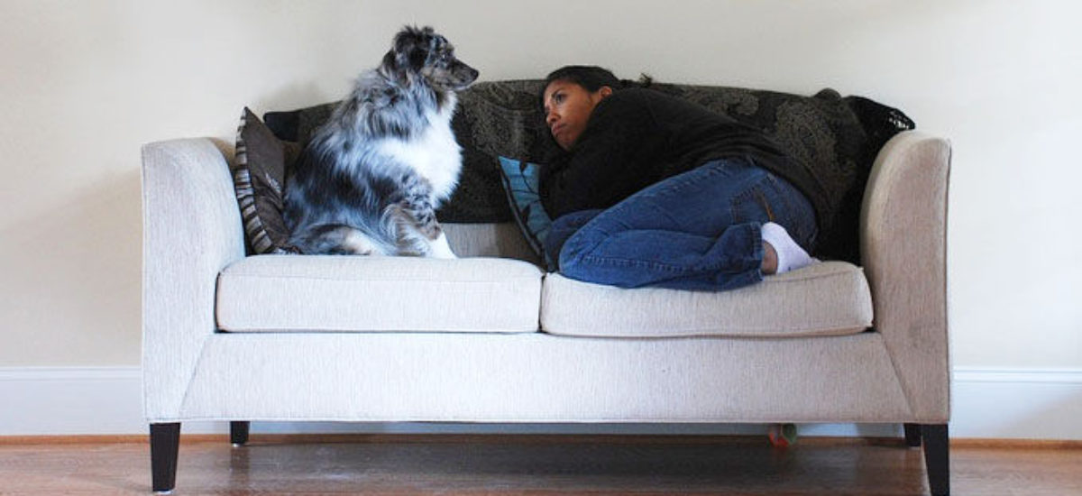 Img perros enamorados