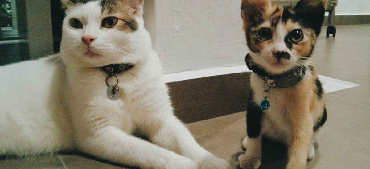 img_mascotas-perder Img mascotas perder