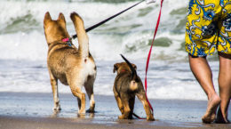 Img perros playas mascotas
