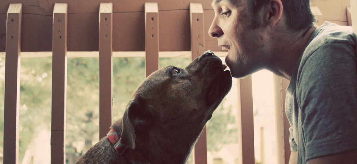 img_dias-internacional-perros Img dias internacional perros