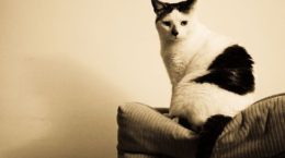 Img gatos diabetes enfermedades salud alimentos animales mascotasinternet