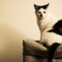 Img gatos diabetes enfermedades salud alimentos animales mascotasinternet
