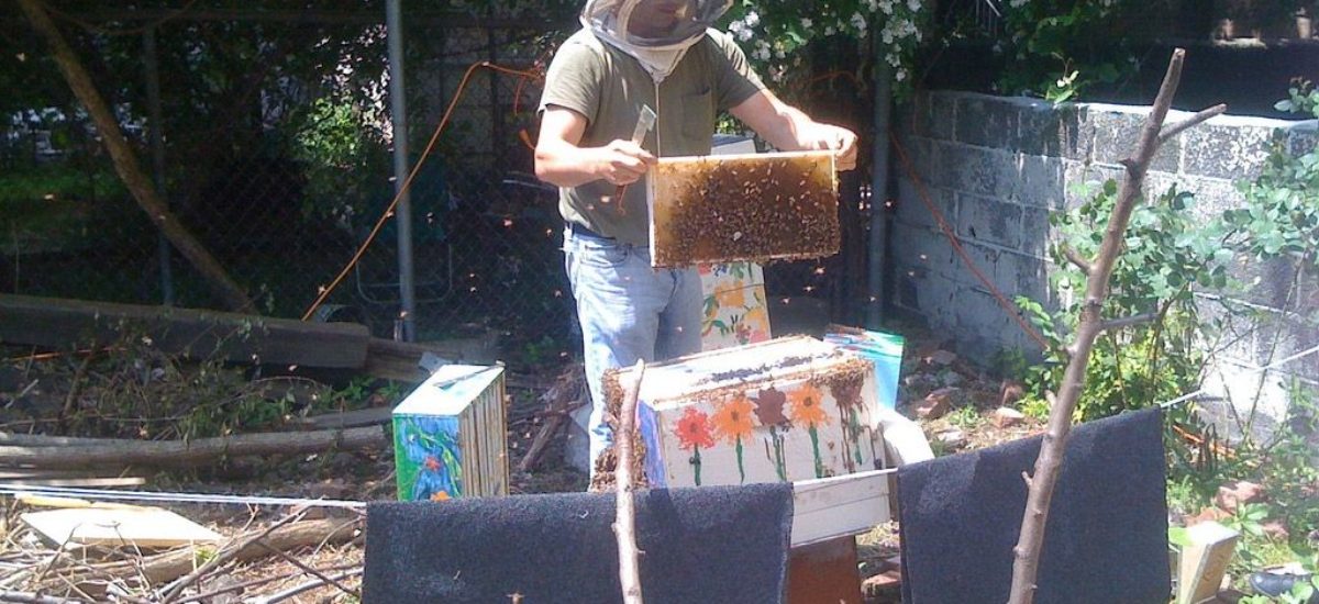 Img apicultura colmena urbana hd