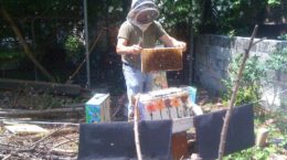 Img apicultura colmena urbana hd