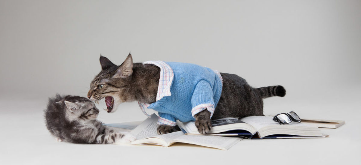 Doctor en Filosofía cosa Montaña Cinco cosas que estresan a tu gato, y que tal vez no sabías | Consumer