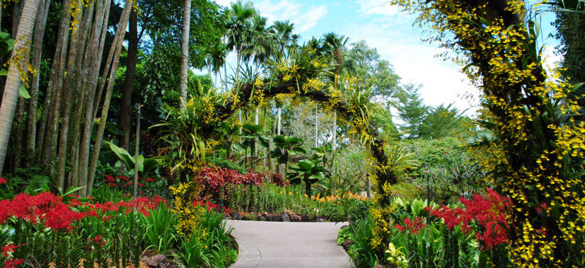 Img jardin botanico singapur hd
