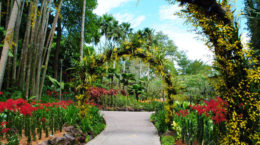 Img jardin botanico singapur hd
